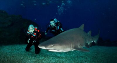 Shark Dive at Palma Aquarium
