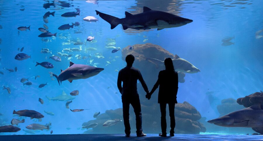 Palma de Mallorca: Shark Dive at Palma Aquarium - Equipment, insurance, and the medical certificate you must bring