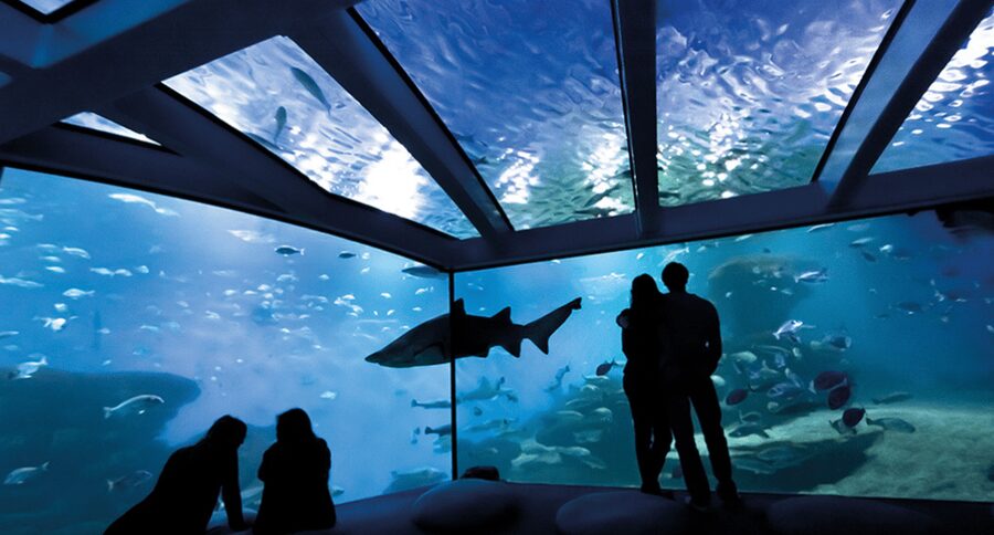 Palma de Mallorca: Shark Dive at Palma Aquarium - Photo and video tips that actually help