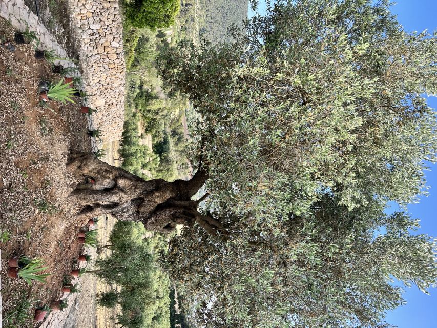Palma: Orange Valley Vintage Train and Orange Farm Tour - Sóller and the vintage tram: Port de Sóller looks even better from rails