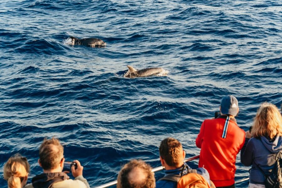 Port d'Alcudia: Sunrise at Sea & Dolphin Watching Boat Tour - Comfort and Motion: When Early Morning Hits Hard