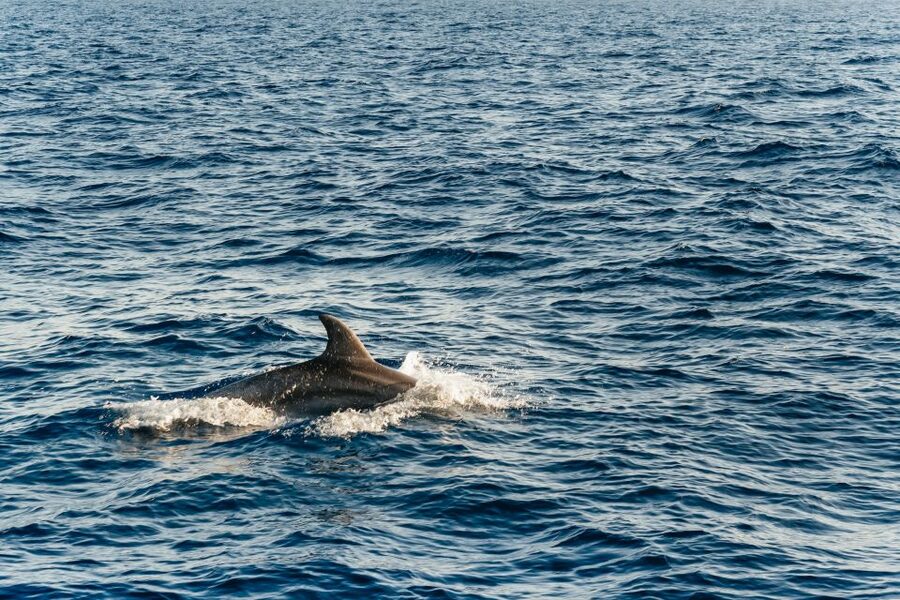 Port d'Alcudia: Sunrise at Sea & Dolphin Watching Boat Tour - Price and Value: Is $69 Worth It in Alcúdia?