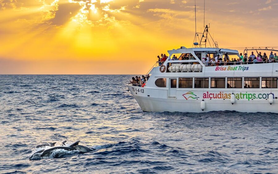 Port d'Alcudia: Sunrise at Sea & Dolphin Watching Boat Tour - Meeting Point and Getting Ready: Passeig Marítim 26