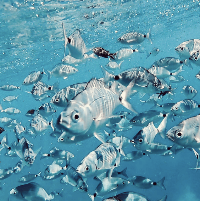 Port de Sóller: Snorkeling Tour with Professional Guide - Key points worth knowing before you go