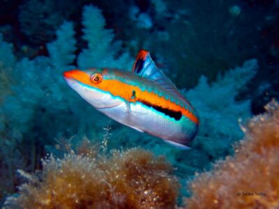 Port de Sóller: Snorkeling Tour with Professional Guide