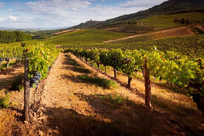 Private Wine and Local Flavors Tour from Palma de Mallorca - Bodegas Angel in 2 hours: the part you’ll actually remember