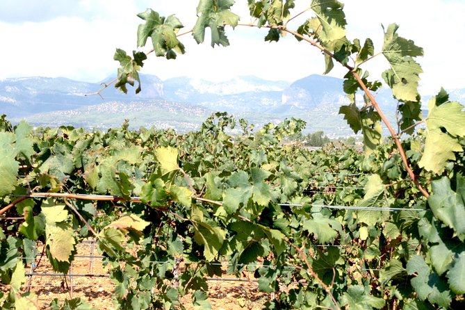 Sa Clasta Mallorca Wine Tours - Why this Mallorca wine tour fits small groups so well