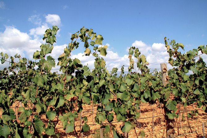 Sa Clasta Mallorca Wine Tours - Guides and communication: how to avoid the usual travel hiccups