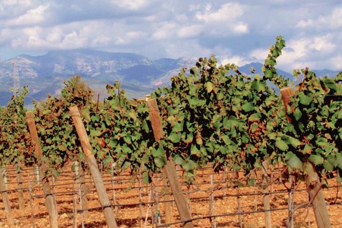 Sa Clasta Wine Tours, Mallorca - Admission tickets, what your money is likely paying for