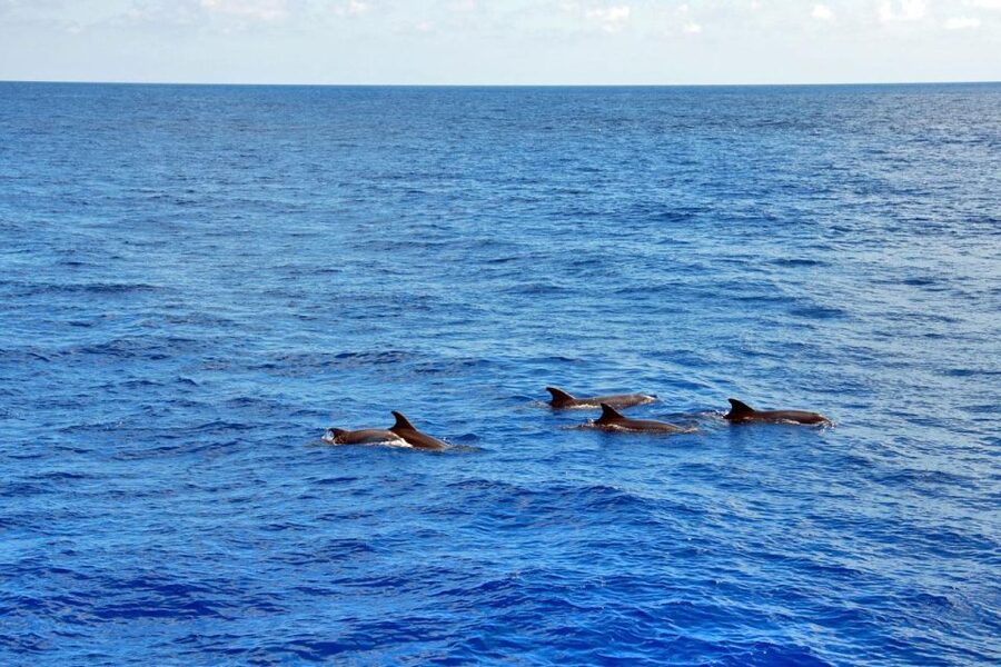 Santa Ponsa: Dolphin Watching Cruise - Key points before you go