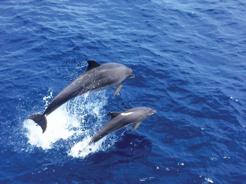 Santa Ponsa: Dolphin Watching Cruise - Santa Ponsa to Calvia Bay, what the ride feels like