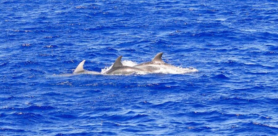 Santa Ponsa: Dolphin Watching Cruise - The speed boat, seating, and the practical onboard vibe