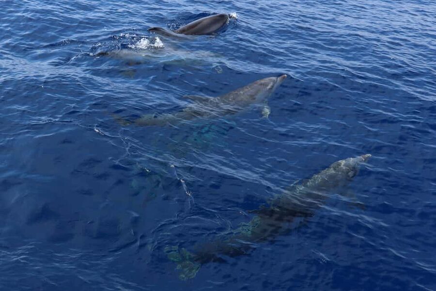Santa Ponsa: Dolphin Watching Cruise - Swim stop in a cove: the best part if you pack smart