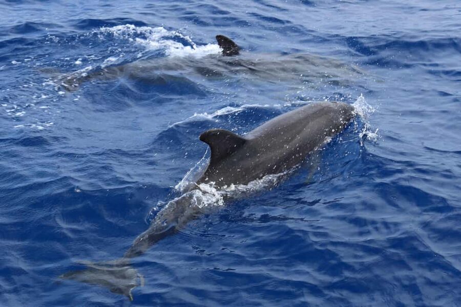 Santa Ponsa: Dolphin Watching Cruise - Guide, captain, and language: how to make sense of the narration