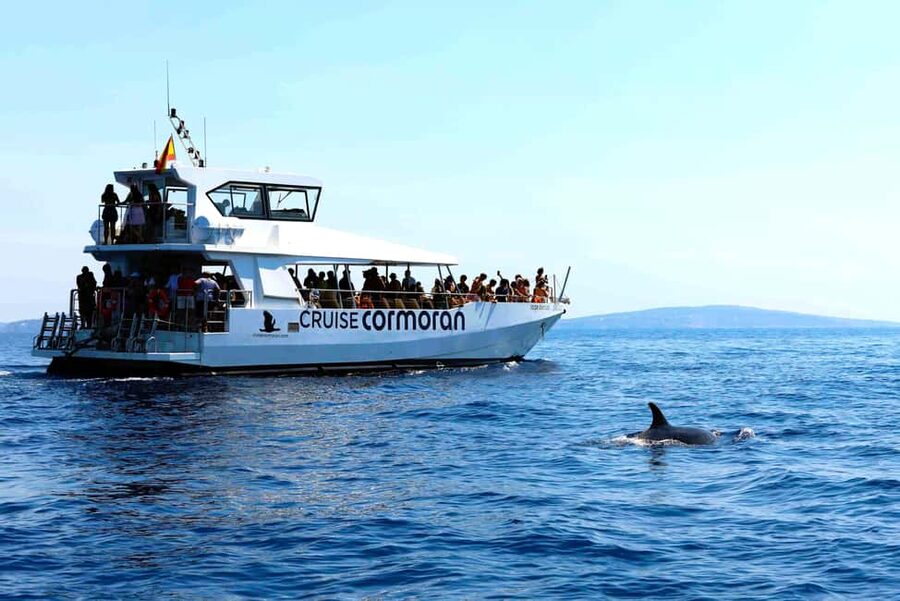 Santa Ponsa: Dolphin Watching Cruise - Responsible wildlife watching and what to watch for onboard
