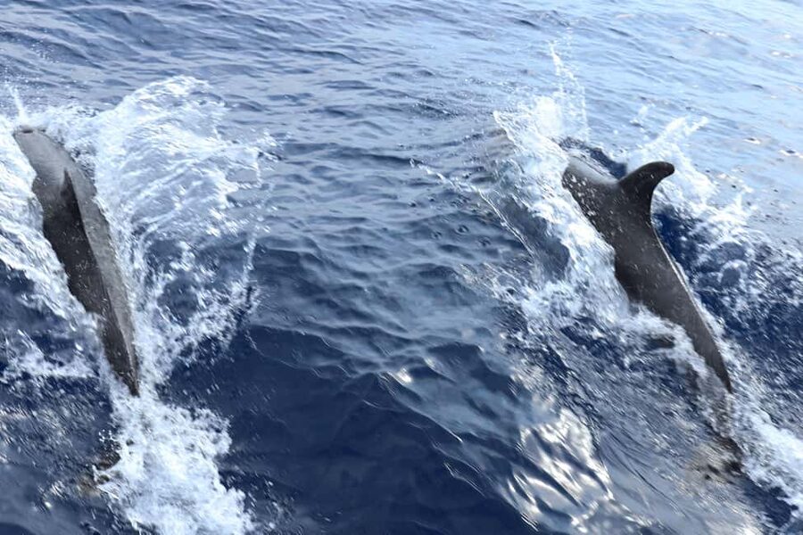 Santa Ponsa: Dolphin Watching Cruise - Should you book this Santa Ponsa dolphin watching cruise?