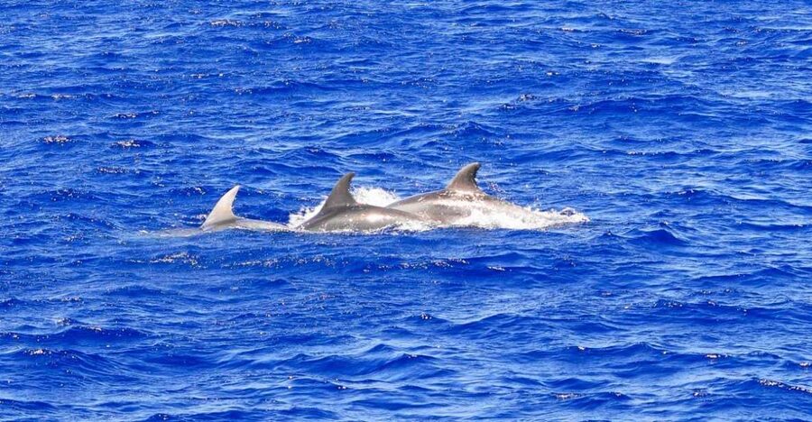 Santa Ponsa: Dolphin Watching Cruise - Dolphins up close: what you’re realistically looking for
