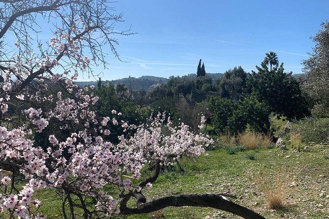 Self Guided E Scooter Brunch Tour in Mallorca Countryside - What you actually get for the $119.72 price