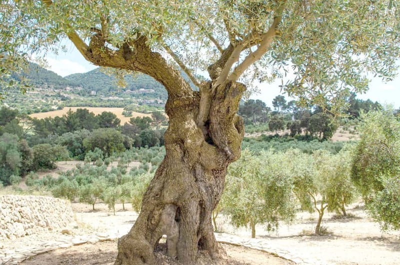 Small group- Exclusive Olive Oil & Wine Tour Mallorca - How the Mallorca Olive Oil and Wine Tour actually works