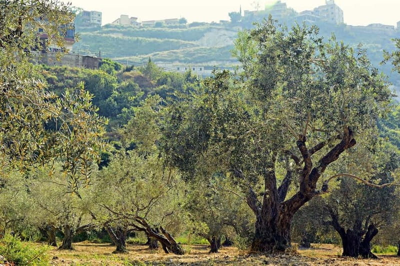 Small group- Exclusive Olive Oil & Wine Tour Mallorca - The traditional olive oil mill, and why the tasting teaches you