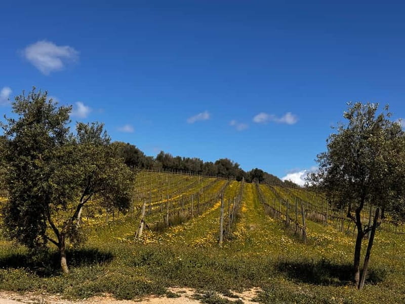 Small group- Exclusive Olive Oil & Wine Tour Mallorca - At the bodega: wine tour, tapas pairing, and time to ask questions