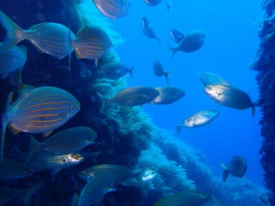 Snorkeling guided tours for tha all family!