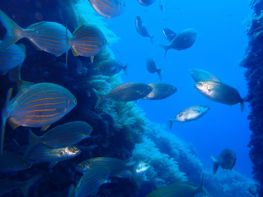 Snorkeling guided tours for tha all family! - Before You Go In: Forms, Quick Theory, and Getting the Gear Right