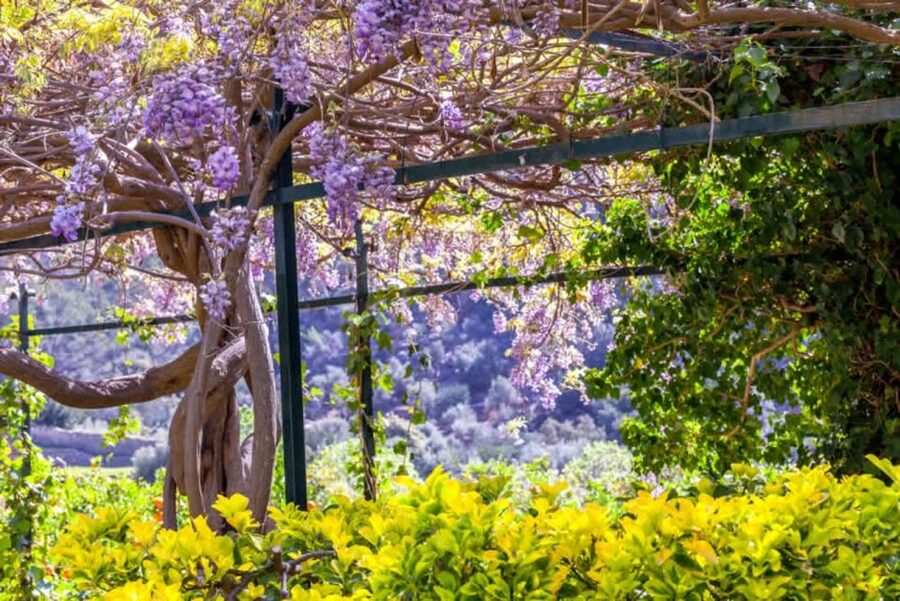 Sóller: Jardines de Alfabia Entrance Ticket - Getting there from Palma and getting around once you arrive