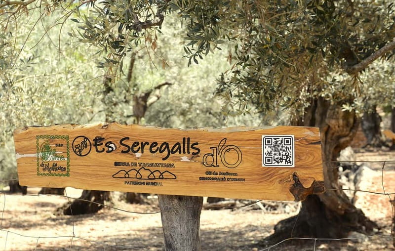SOLLER: Olive Grove Experience, Oil Tasting & Picnic in the Tramuntana - The guided walk through the Serra de Tramuntana olive grove