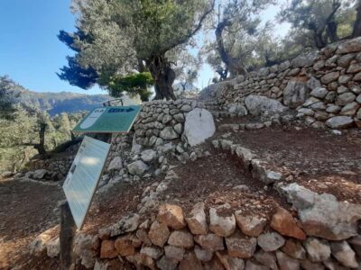 Olive Grove Experience, Oil Tasting & Picnic in the Tramuntana