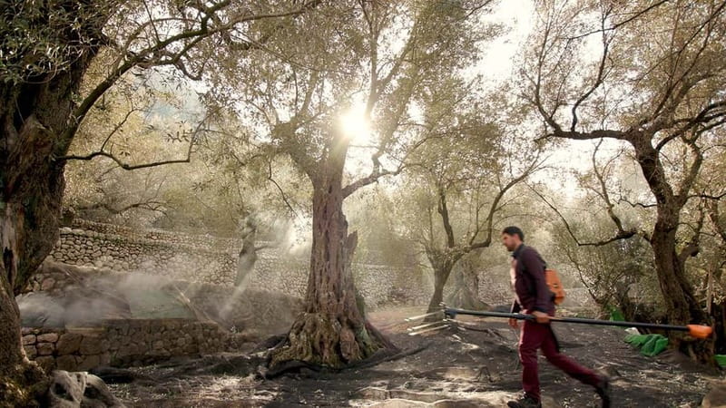 Sóller: Olive Oil Guided Tour and Tasting at Can Det Estate - The Oil Mill Visit: Seeing the Traditional Production System
