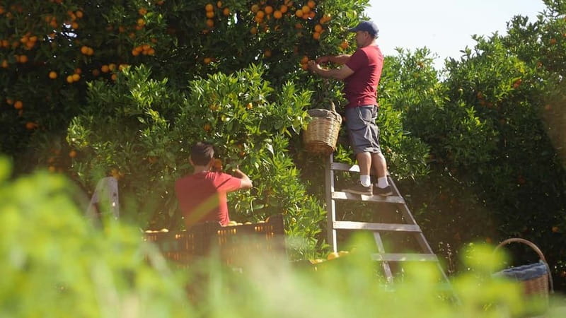 Sóller: Olive Oil Guided Tour and Tasting at Can Det Estate - Brunch at Can Det: Mallorca Staples You Can Actually Name