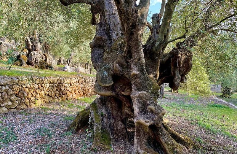 Sóller: Olive Oil Guided Tour and Tasting at Can Det Estate - Who This Tour Suits Best in Sóller