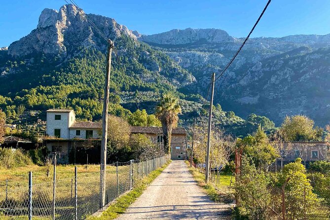 Soller’s Secret Stories: An Audio Tour by Travel Author - Food and farming you can actually picture: olive mill, co-op, citrus farm, pastries