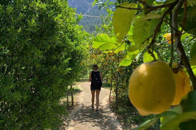 Soller Valley Private Tour and Walking in Orange Paradise - The picnic value: what’s included and why it matters