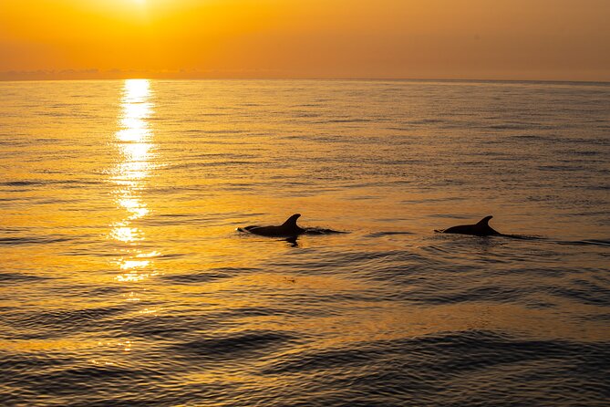 Sunrise Boat Trip in Mallorca with Dolphin-Watching - Group size, comfort, and the day’s “real” atmosphere
