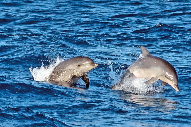 Sunrise Boat Trip in Mallorca with Dolphin-Watching - Getting to the meeting point before the sun comes up