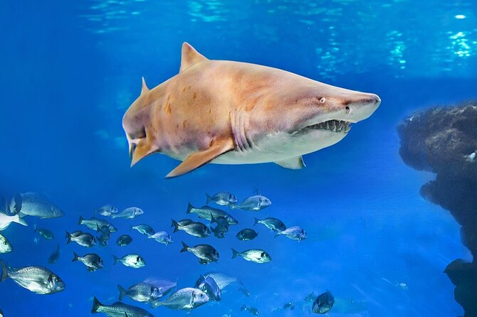 Ticket Palma Aquarium - Price and value for a $36.55 ticket