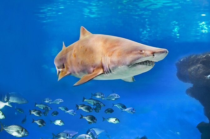 Ticket + Transfer to Palma Aquarium - What the 6 to 8 Hour Package Really Looks Like