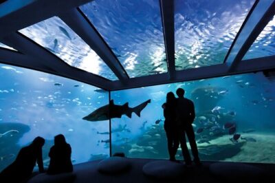 Ticket + Transfer to Palma Aquarium