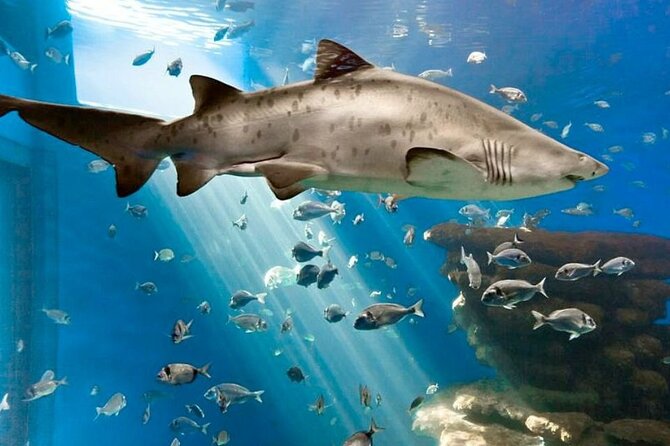Ticket + Transfer to Palma Aquarium - Crowds and Heat: When the Day Feels Long or Too Short