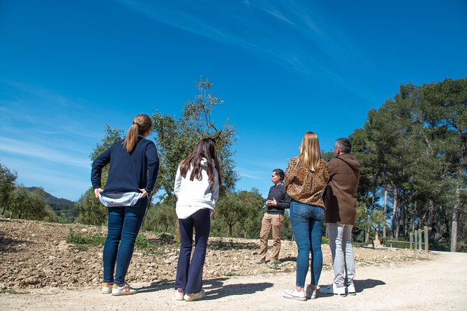 Tour to olive grove and olive mill, oil tasting and snack - Entering the olive grove: the part that sets your senses up