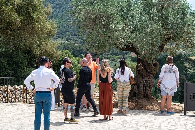 Tour to olive grove and olive mill, oil tasting and snack - Timing, group size, and language: keeping it stress-free