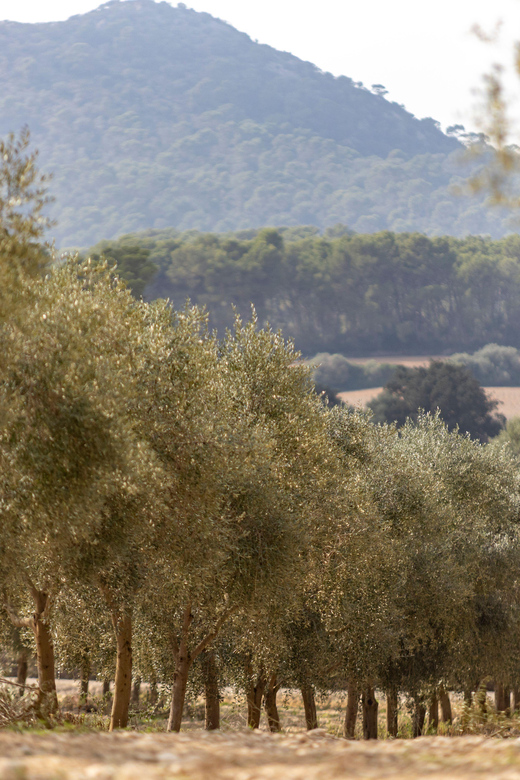 Treurer: Mediterranean barbecue Night - FAQ