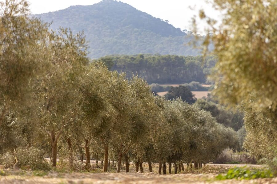 Treurer: Mediterranean barbecue Night - A Mediterranean Olive Oil Story at Finca Treurer (8:00 PM start)