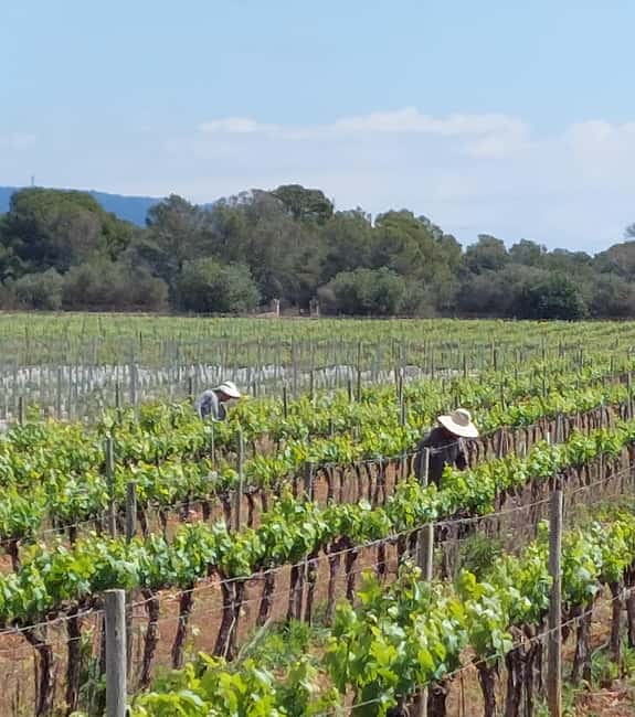 Visit Bodegas Bordoy, taste 5 wines, and enjoy finger food - Inside the winery tour: from vines to Sala de Elaboracion