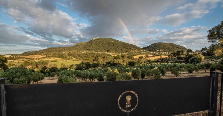 Visit of the olive grove, olive oil tasting and snack - The olive grove walk: why a healthy olive makes better oil