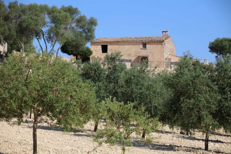 Visit of the olive grove, olive oil tasting and snack - Learning to tell extra virgin apart: the tasting class