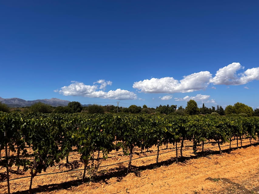 Weinsonntag auf Mallorca - Who should book, and who should skip this Sunday winery plan