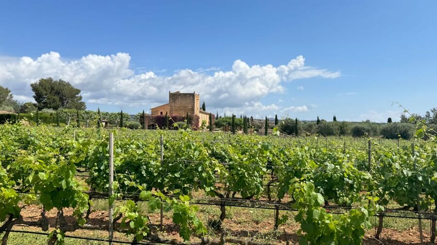 Weinsonntag auf Mallorca - Price and value: $105 for wine, picnic, and music